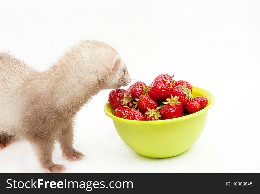 Young ferret with a bowl of strewberry over white background. Young ferret with a bowl of strewberry over white background