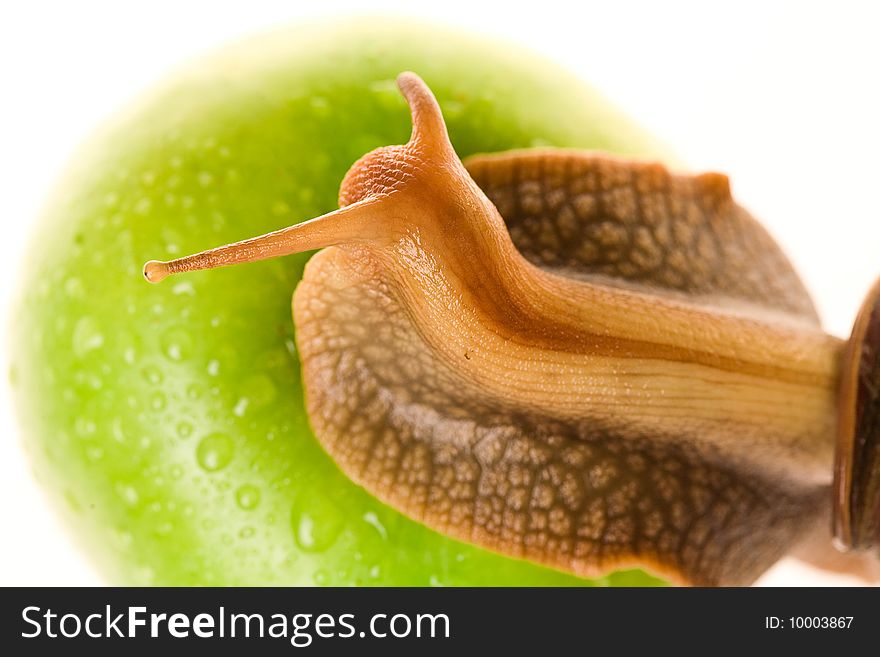 Achatina snail on a big green apple. Achatina snail on a big green apple