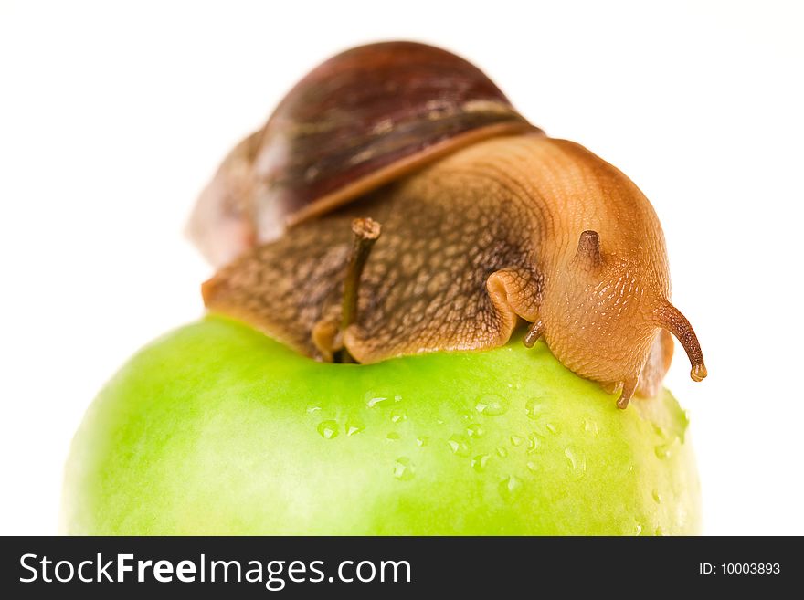 Achatina snail on a big green apple. Achatina snail on a big green apple
