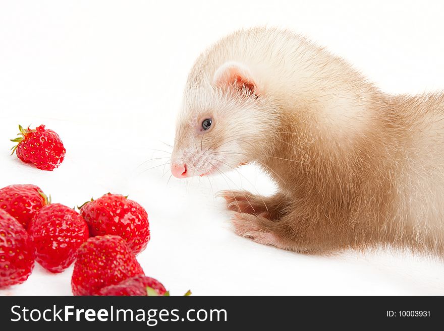 Young ferret with a bowl of strewberry over white background. Young ferret with a bowl of strewberry over white background