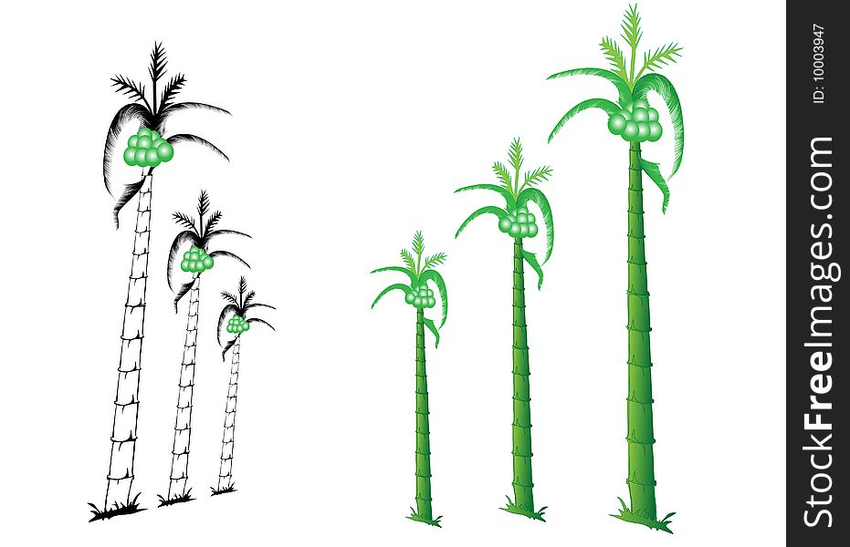 Palm Tree