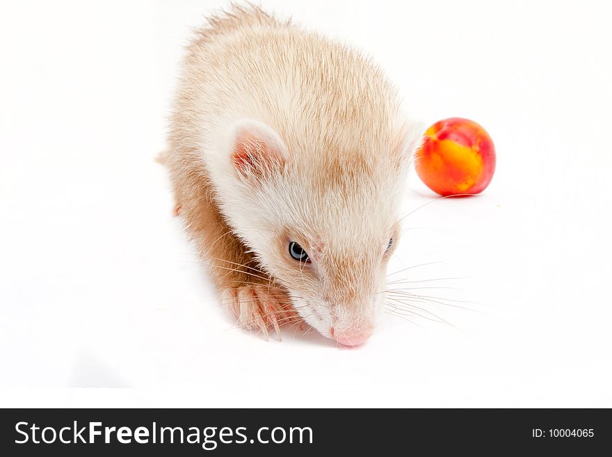 Young Ferret. Wide Angle.