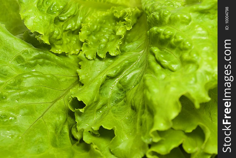 Green and freshness leaves of salad. Green and freshness leaves of salad