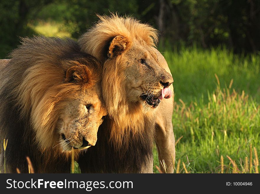 Two lion brothers on the green plains of Africa