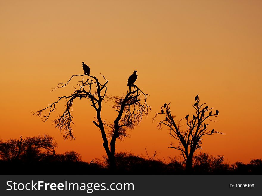 Vultures resting in the trees as the sun sets in Africa. Vultures resting in the trees as the sun sets in Africa