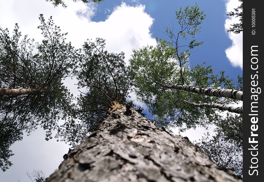 Trees into the cloudy sky. Trees into the cloudy sky