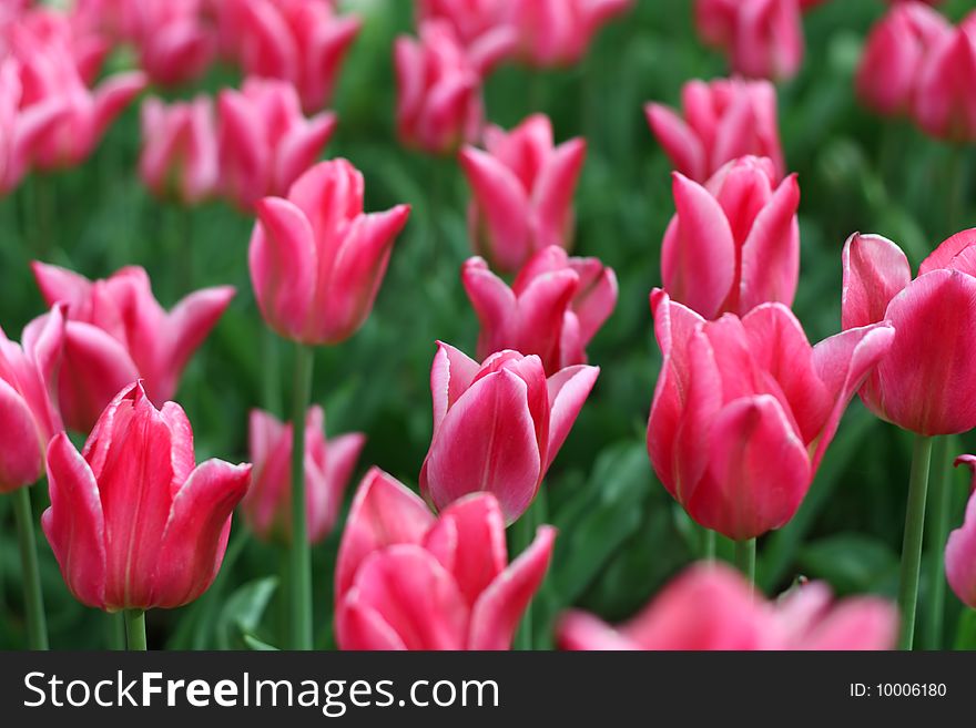 Field of a beautiful vivid red tulips