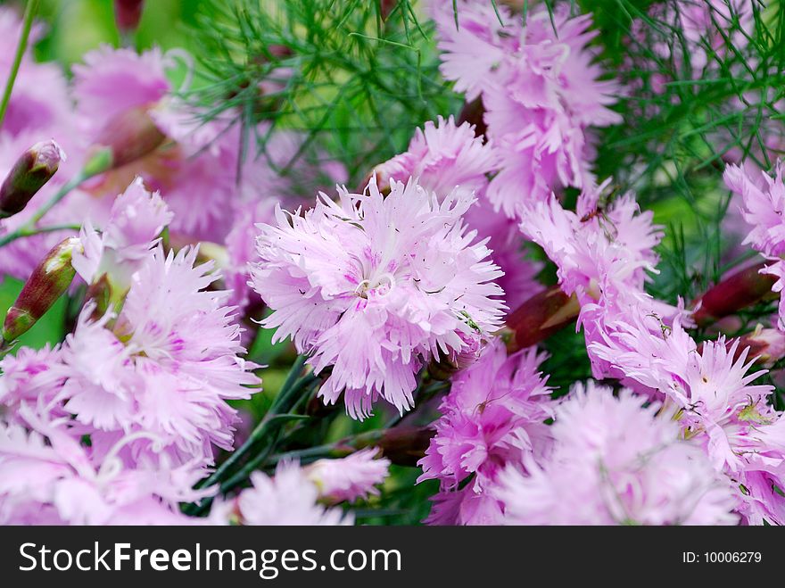 Violet flowers on a green field