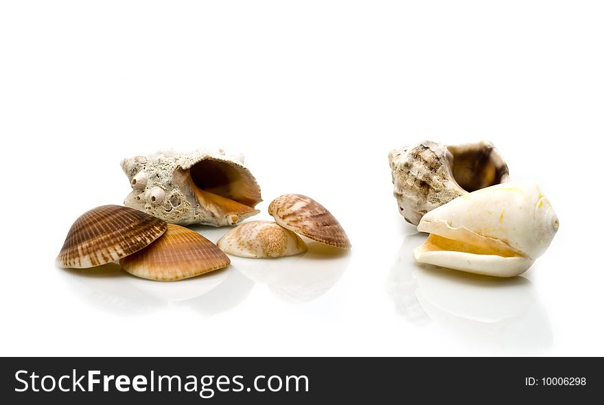 Marine cockleshells on a white background