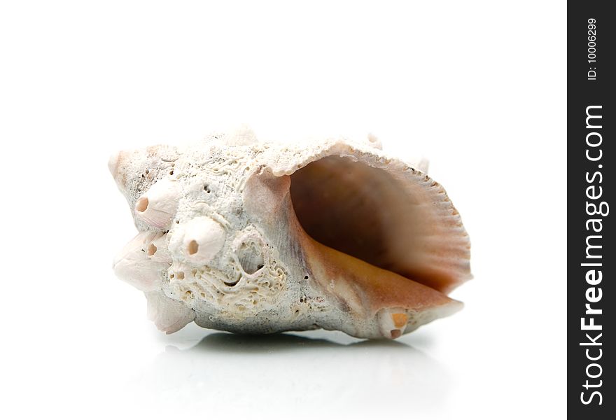 Rough cockleshell on a white background