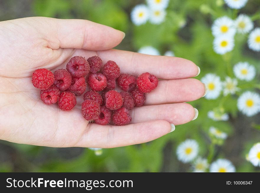 Raspberry On Woman Hand