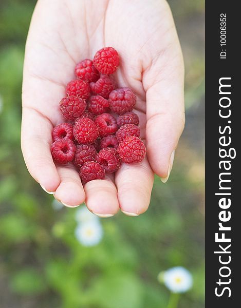 Raspberry on woman hand against camomiles background