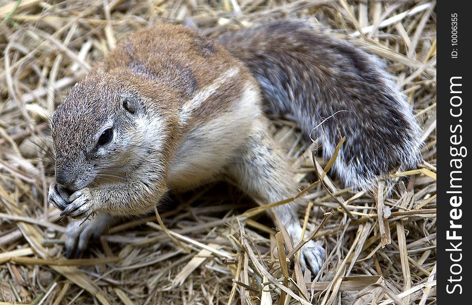 African Ground Squirrel 7