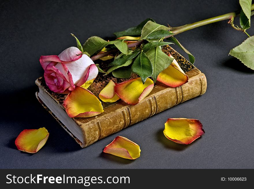 Pink Rose And Yellow Petals Above An Ancient Book