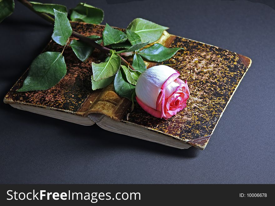 Pink Rose On An Ancient Book