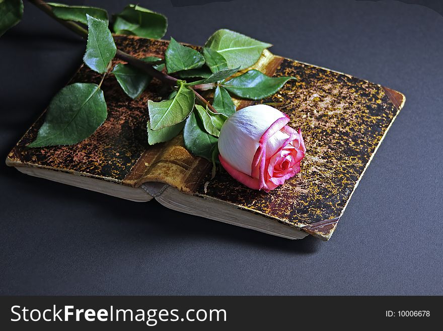 Pink rose on an ancient book