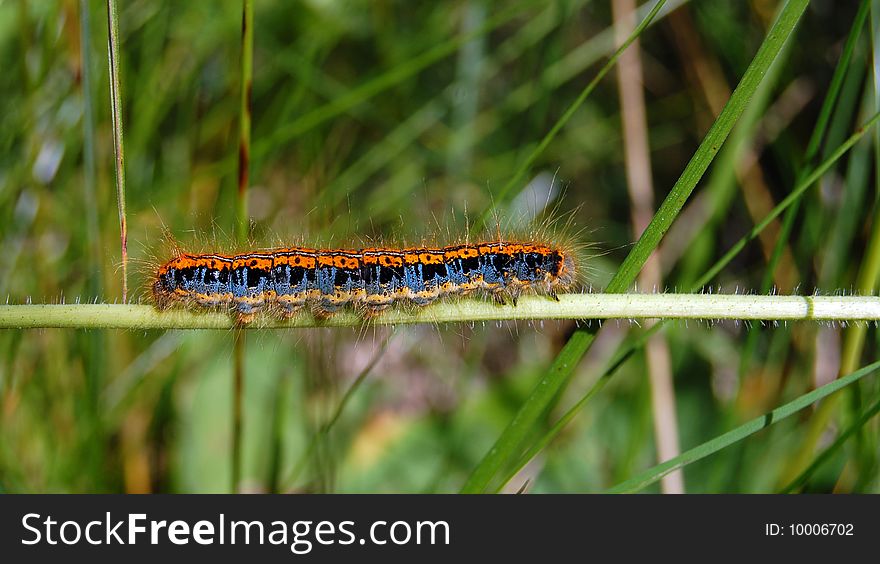 Colour Caterpillar On Green Grass