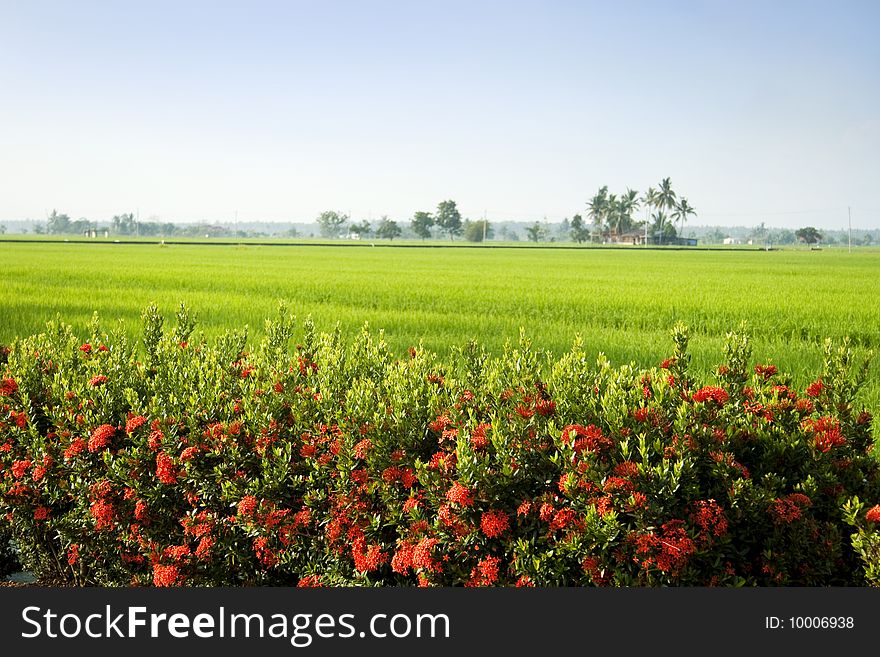 Landscape of suburban rice field