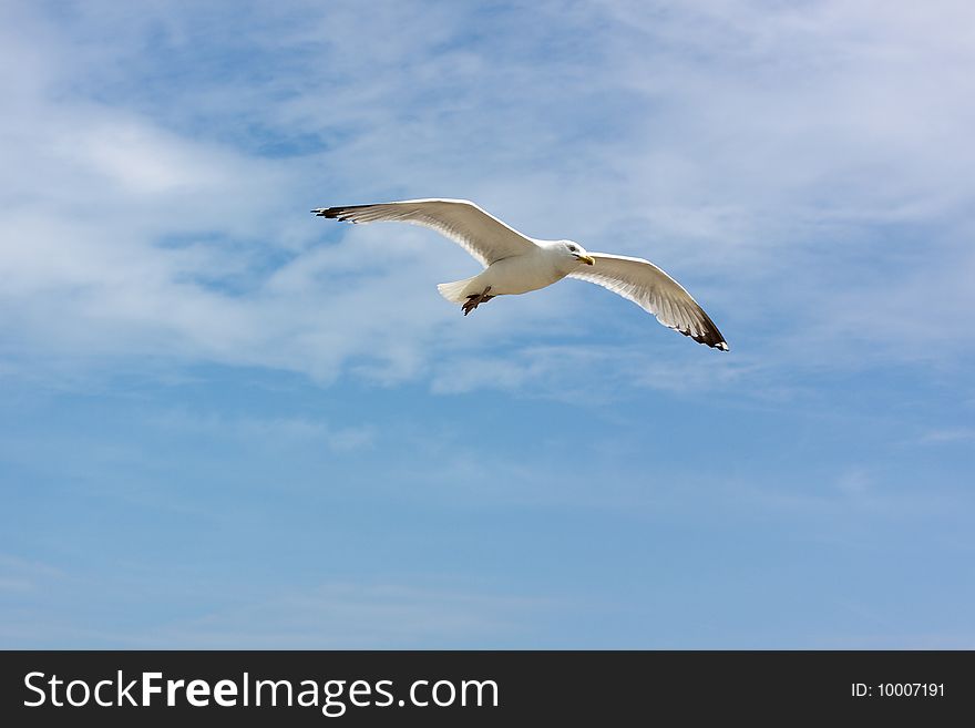 Flying seagull in front of blue sky