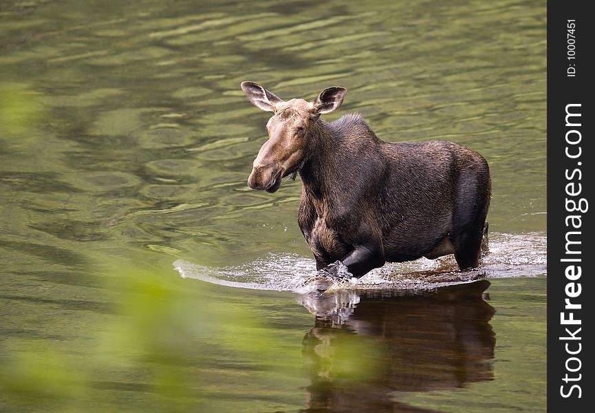 Female moose mammal in a river while she eat. Nationnal Park Jacques Cartie Quebec Canada. Female moose mammal in a river while she eat. Nationnal Park Jacques Cartie Quebec Canada