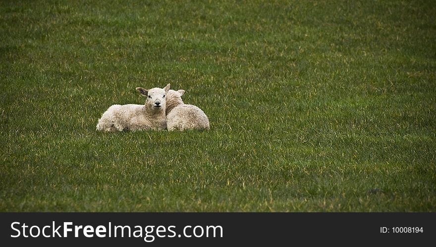 A shot of 2 lambs in the Lake District, England