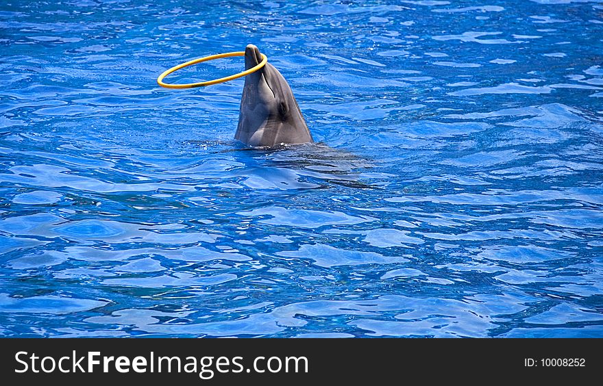 Dolphin playing with yellow circle