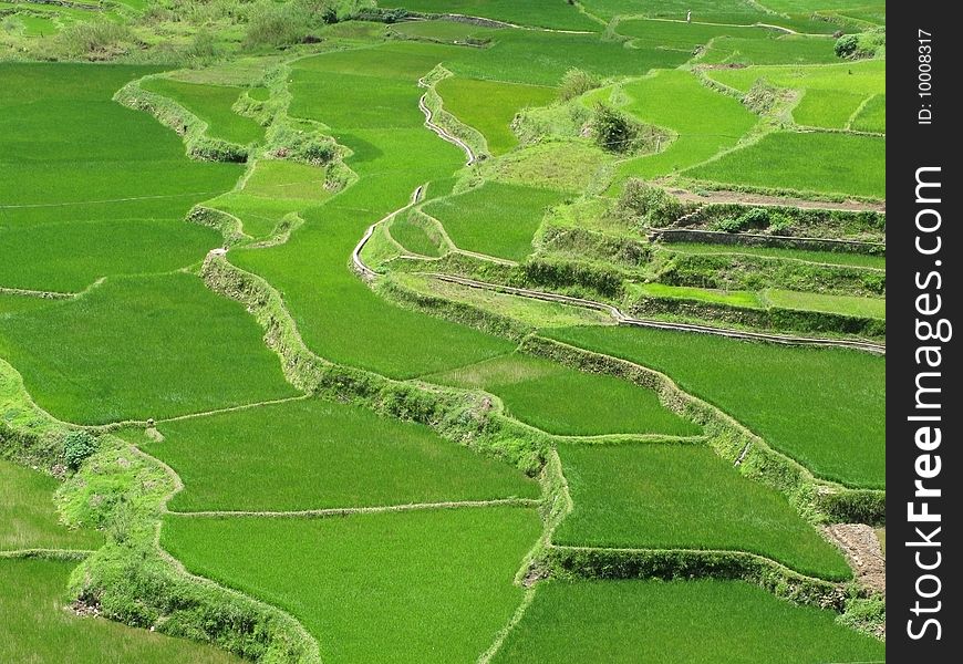 High wide angle shot of rice terraced fields. Sagada Mountain Province, Philippines.