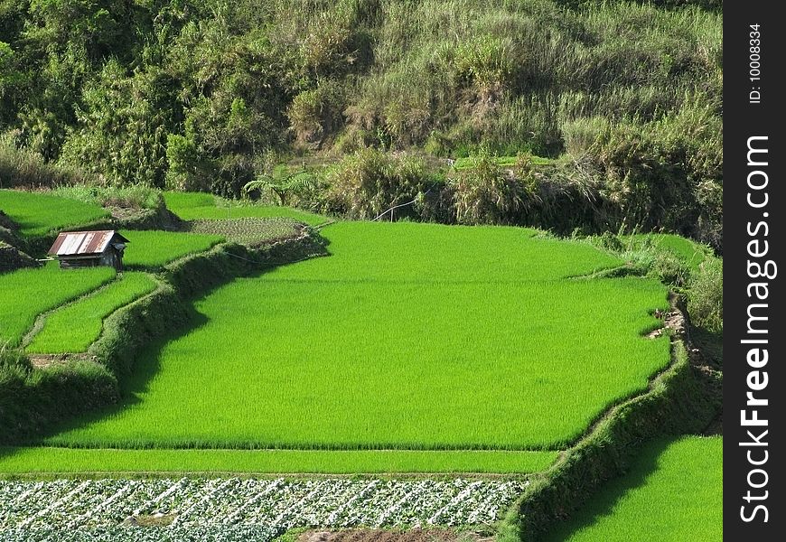 High wide angle shot of rice terraced fields. Sagada Mountain Province, Philippines.