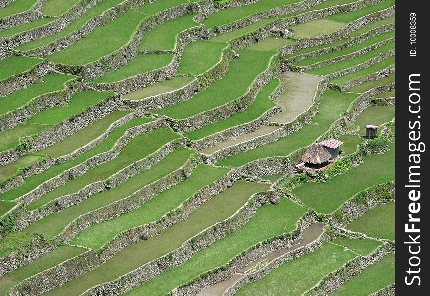 High wide angle shot of rice terraced fields. Batad village, Philippines.