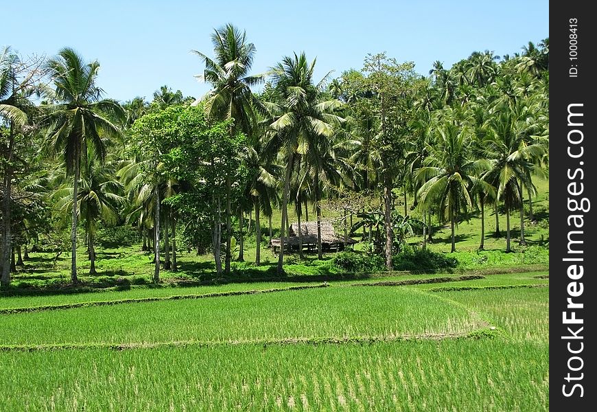 Countryside with a green filed and forest of palm trees and small hovel. Philippines. Countryside with a green filed and forest of palm trees and small hovel. Philippines.