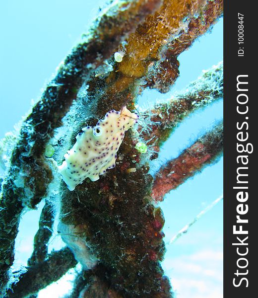 Underwater life. Closeup shot of a colorful fish in turquoise coral water. Philippines