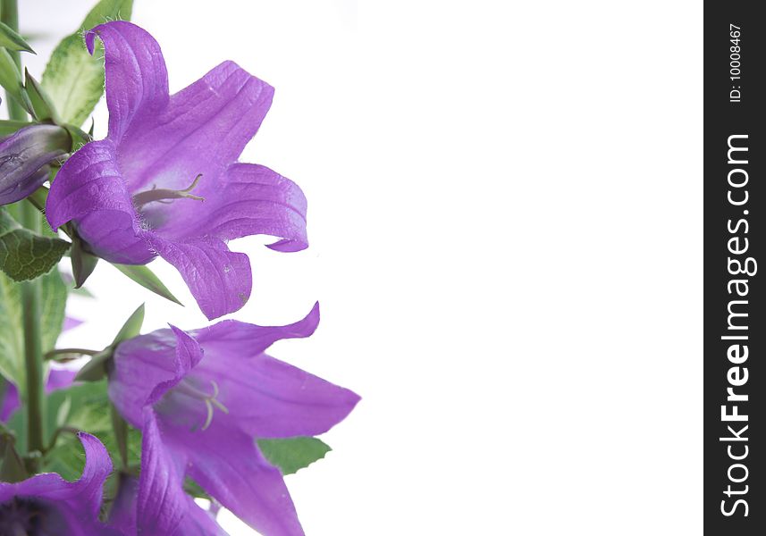 The flowers of campanula lilac color on white back-ground