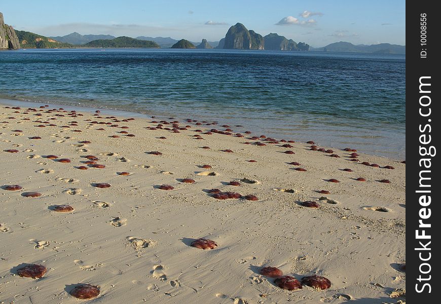 Sandy beach full of Jelly fishes. Palawan. Philippines