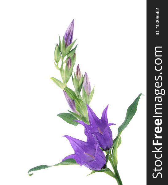 The flowers of campanula lilac color on white back-ground