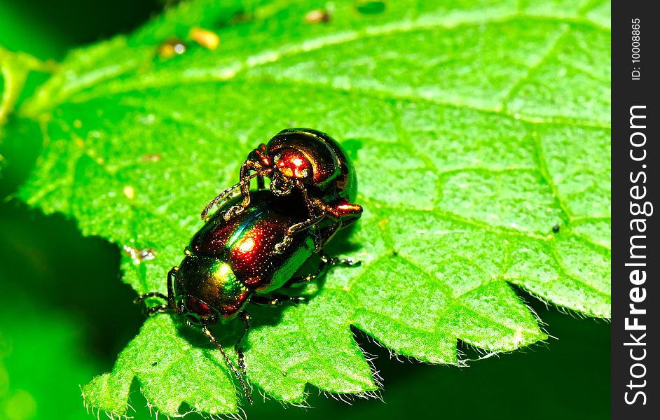 A couple of Leaf Beetles (Chrysolina fastuosa). A couple of Leaf Beetles (Chrysolina fastuosa)