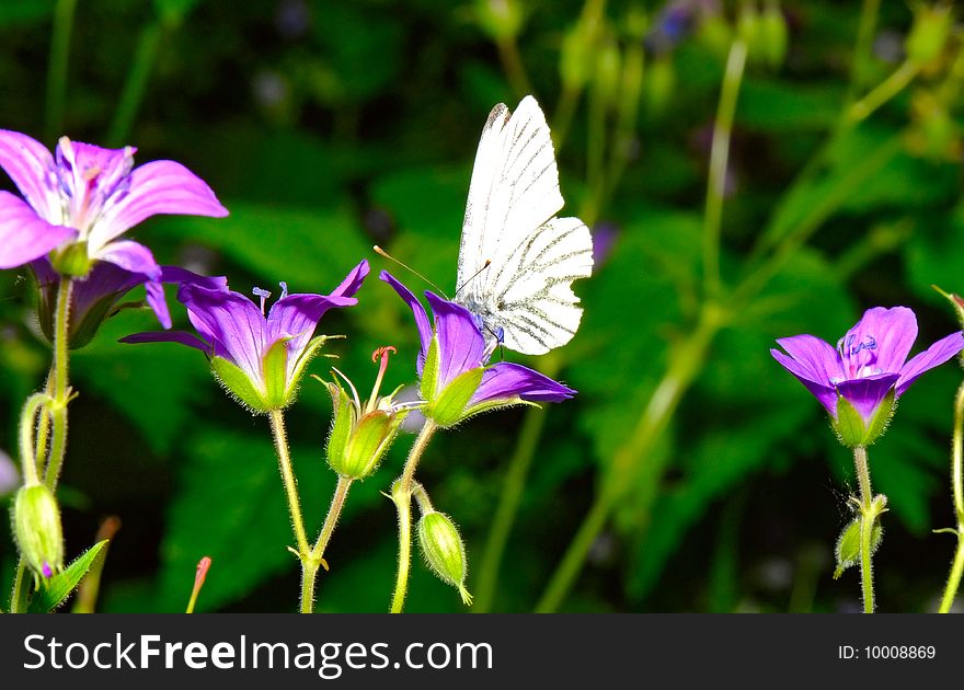 Butterfly And Flowers