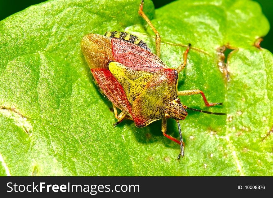 The hawthorn shield bug (Acanthosoma haemorrhoidale)