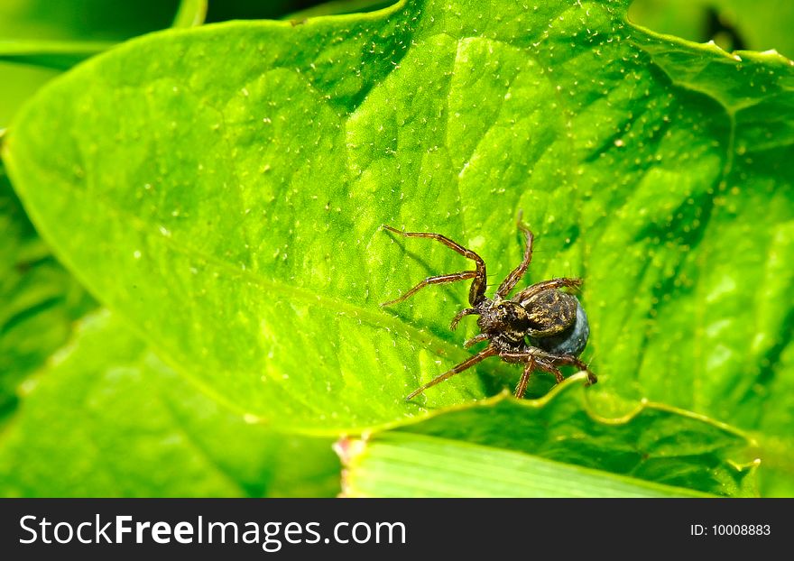 The spider in the leaf