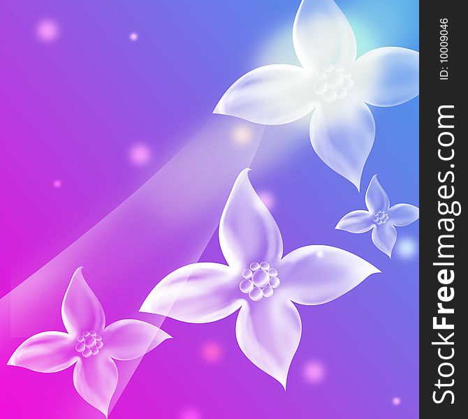 White flowers on the blue and pink background. White flowers on the blue and pink background