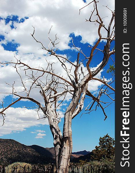 Dead tree in desert with blue sky and clouds