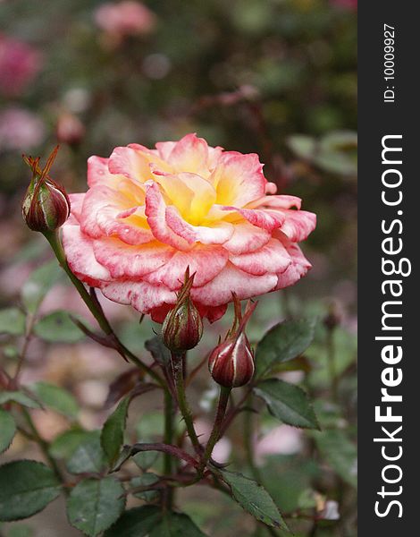 Pink Rose with rosebuds