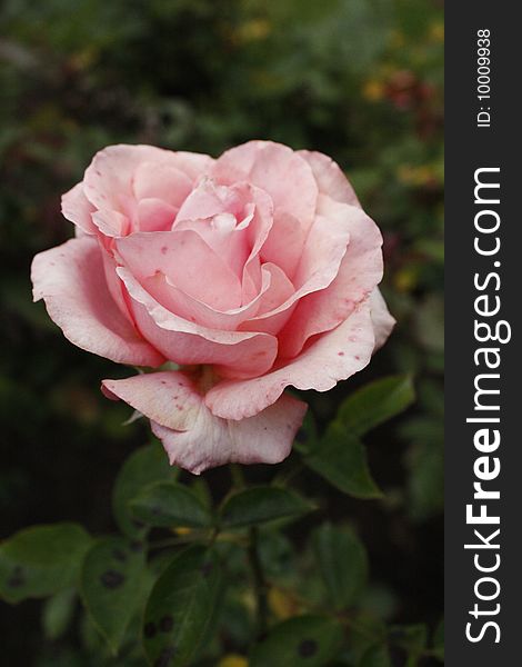 Pink rose close up, garden background