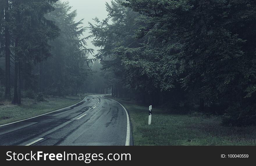 Road Through A Forest With Mourning Fog