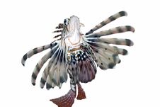 Devil Firefish Pterois Miles Royalty Free Stock Images Devil Firefish Pterois Miles Royalty Free Stock Images
