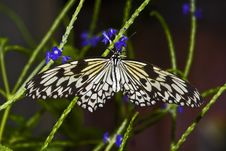 A Rice Paper Butterfly Stock Photography