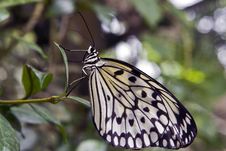 A Rice Paper Butterfly Stock Images