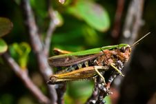 Green Grasshopper Sitting On A Branch Stock Images