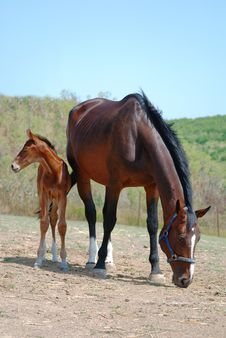 Mare And Colt On A Ranch Stock Photography Mare And Colt On A Ranch Stock Photography