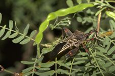 Male Giant Mesquite Bug (Thasus Acutangulus) Stock Photo