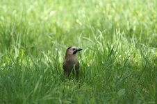 Bird In The Grass Royalty Free Stock Photos Bird In The Grass Royalty Free Stock Photos